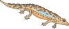 Leaning Salamander Clip Art